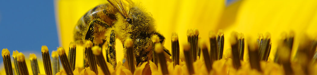 Biene sammelt Blütenstaub für Honig