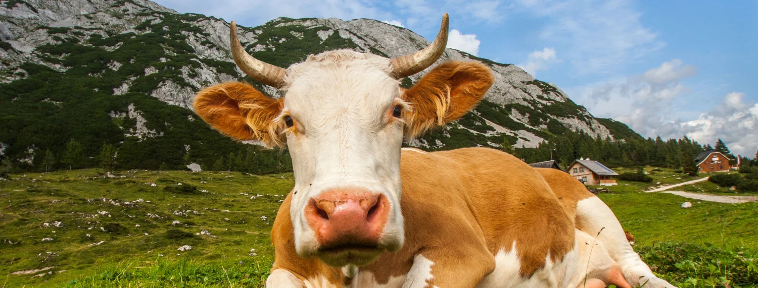 Wir sind überzeugt. Nur eine Kuh mit Hörnern ist eine glückliche Kuh.