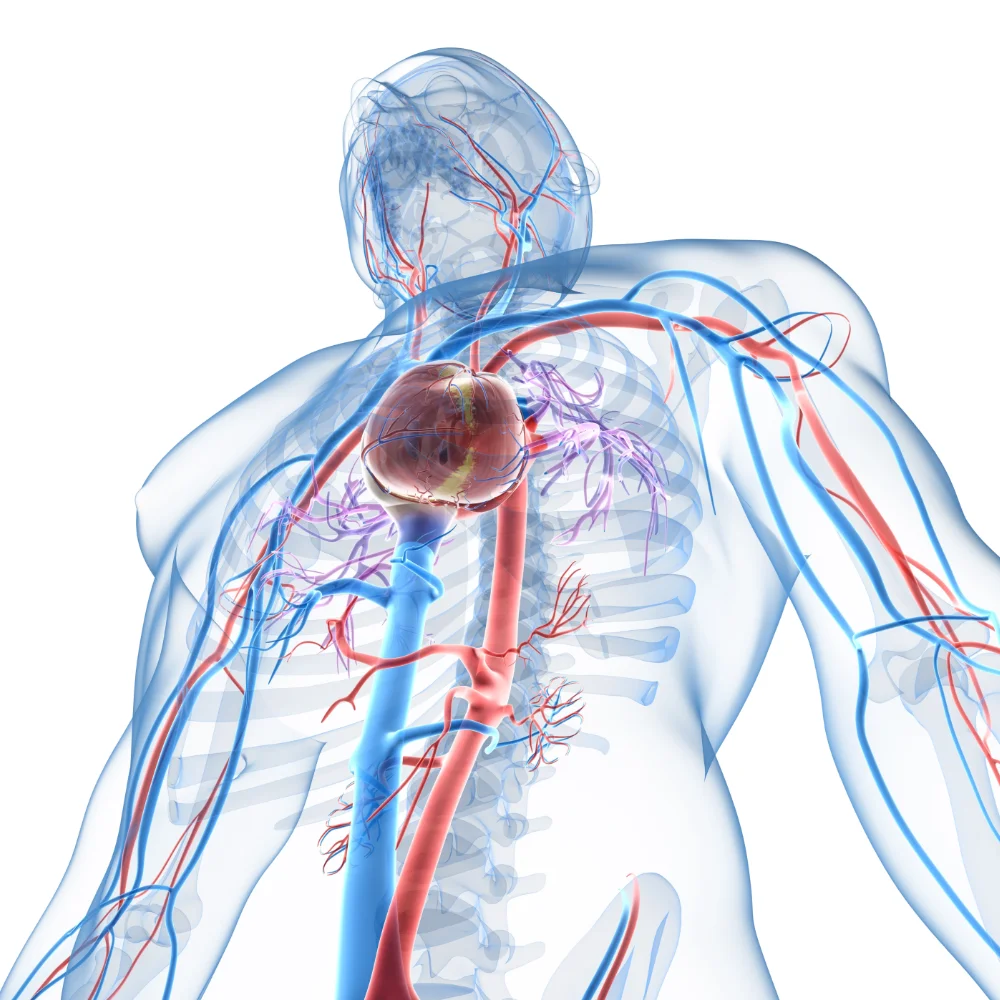 Herz-Blutkreislauf mit Arterien Schema